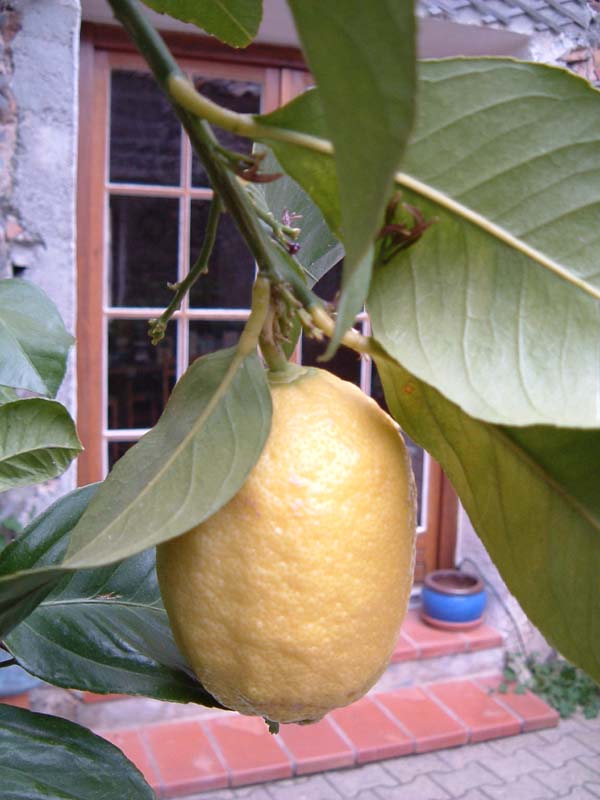 lemon tree